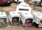 33 dogs rescued in Barnard