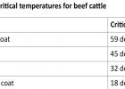 Managing cold stress in cattle