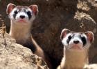 With resurgence of endangered black-footed ferret, a reason to cheer in Kansas