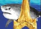 	Western Kansas shark, now at Sternberg Museum, is new species